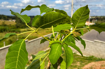 Foto - Plantio de IPÊs na EMEI “Professora Denise Ap. Puttinati Casari”