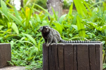 Foto - Viagem Parque Aquático 59+ 29/01/2026