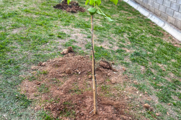 Foto - Plantio de IPÊs na EMEI “Professora Denise Ap. Puttinati Casari”