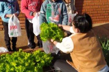 Foto - ALUNOS DA ESCOLA MUNICIPAL DE EDUCAÇÃO BÁSICA “GOVERNADOR MARIO COVAS” REALIZAM A PRIMEIRA COLHEITA NA HORTA ESCOLAR